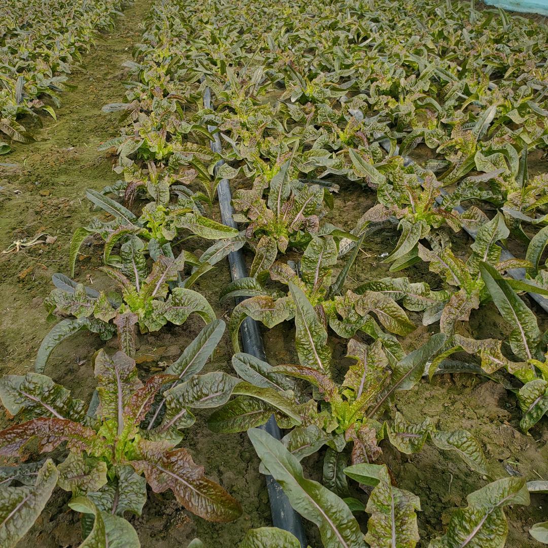 独得皇上恩宠的咖啡！