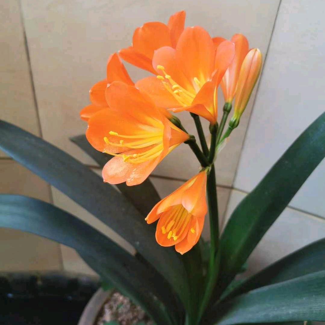 花好月圆💰