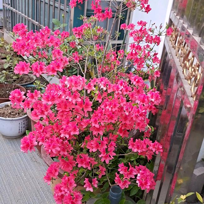 陈樊