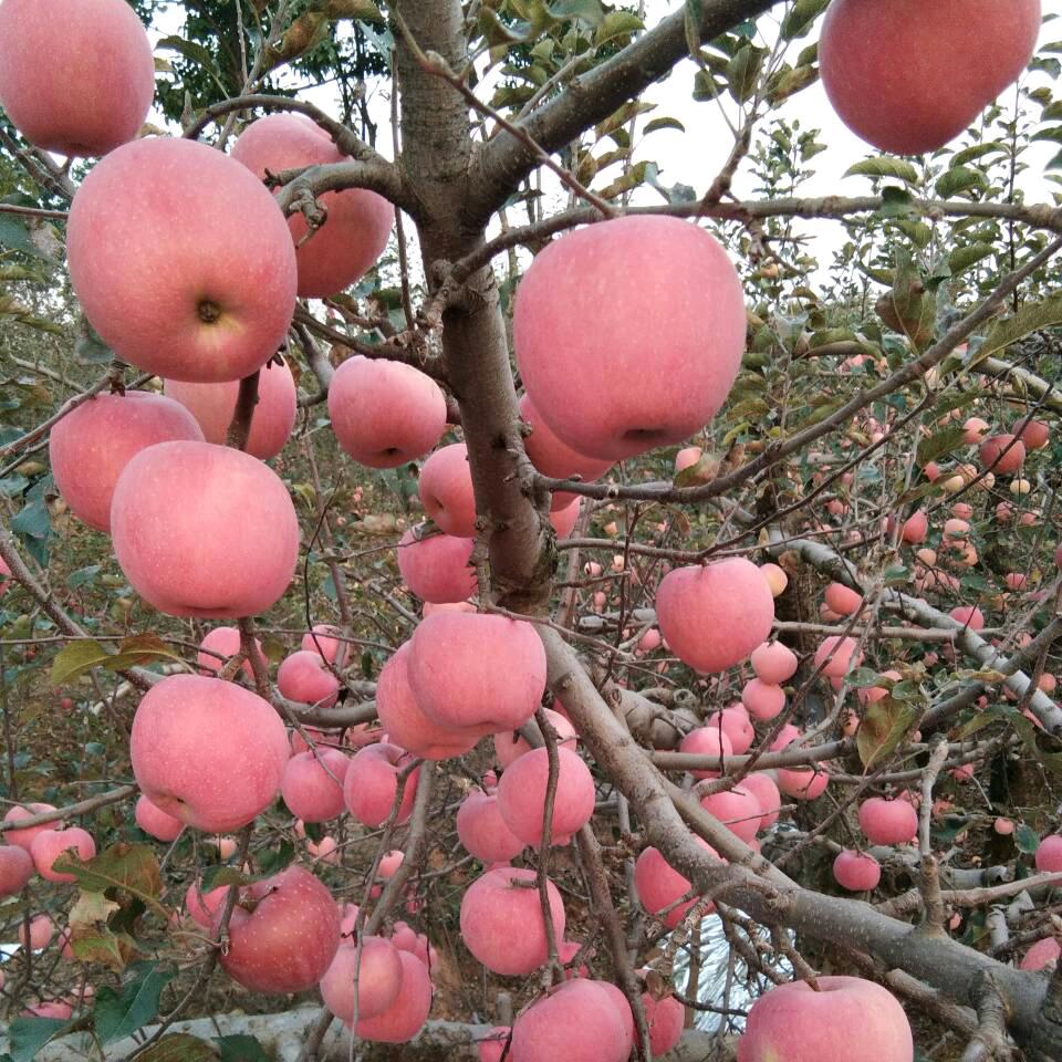 苹果大王