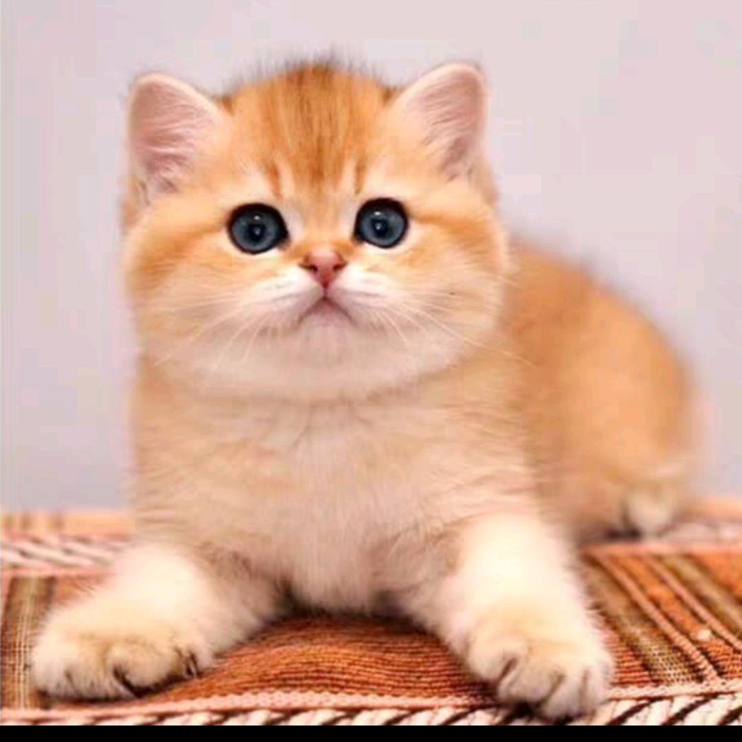 猫咪可可猪头像