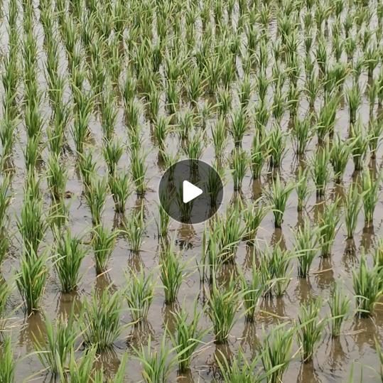 蓝月亮🔥🔥🔥