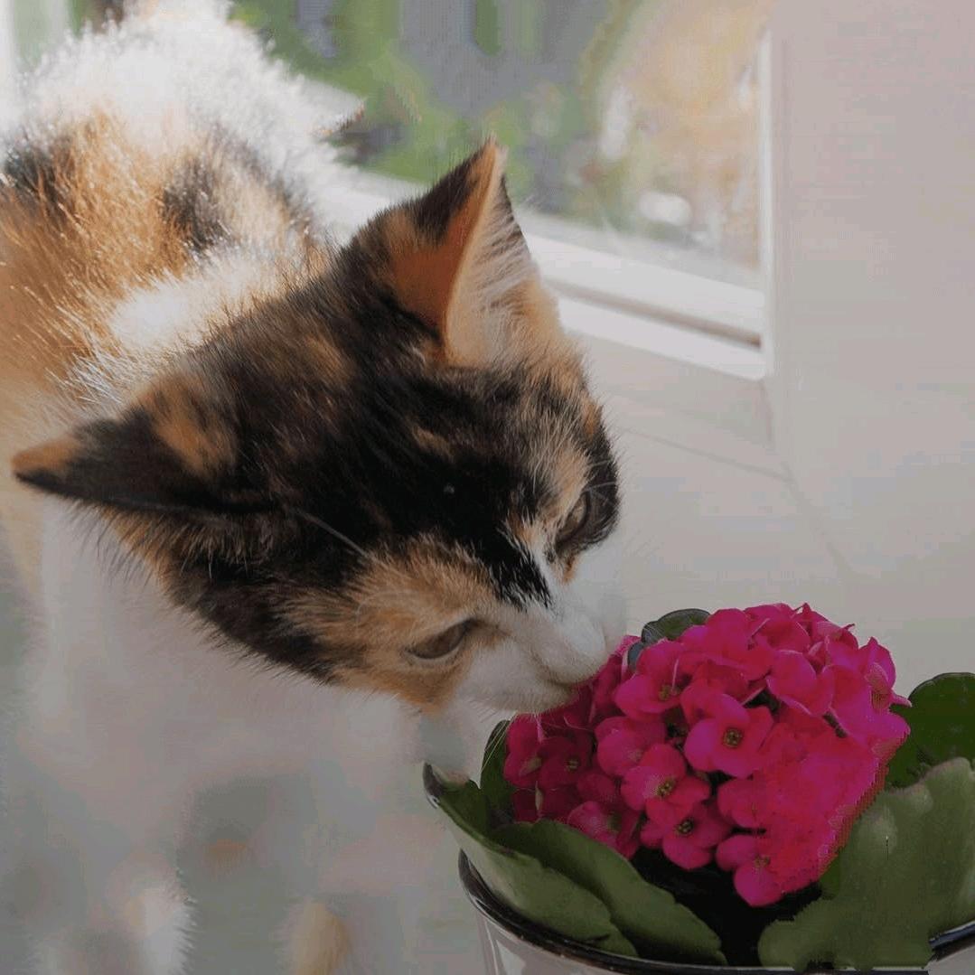 猴头军师