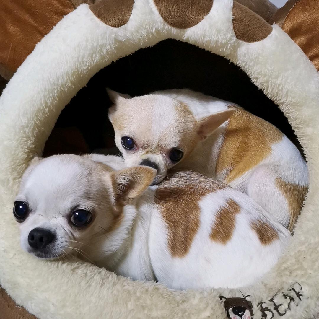 xiaosucciyuniuniu麻麻