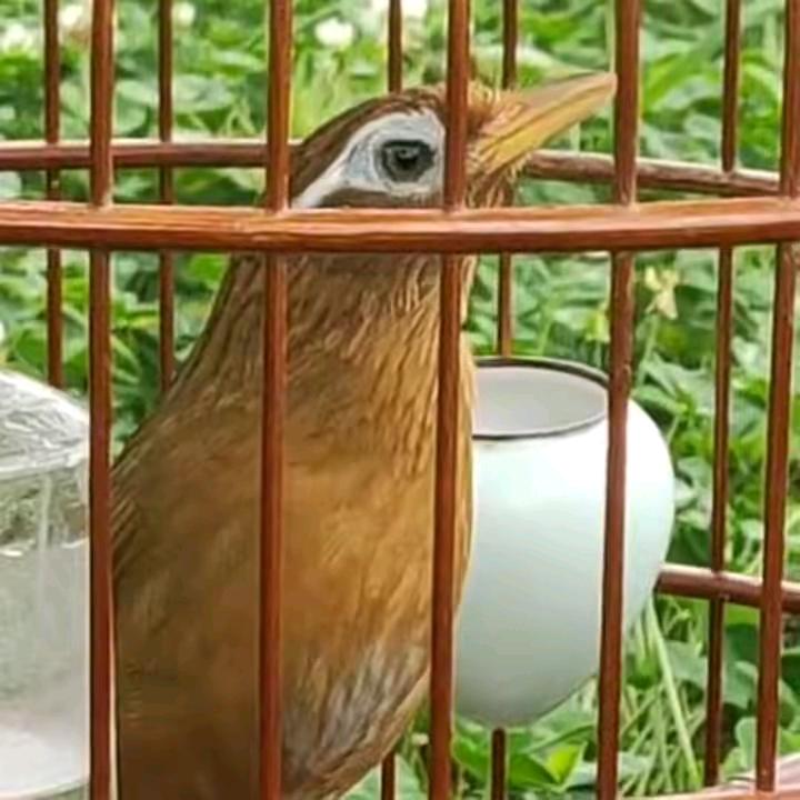 贵州武哥鸟食
