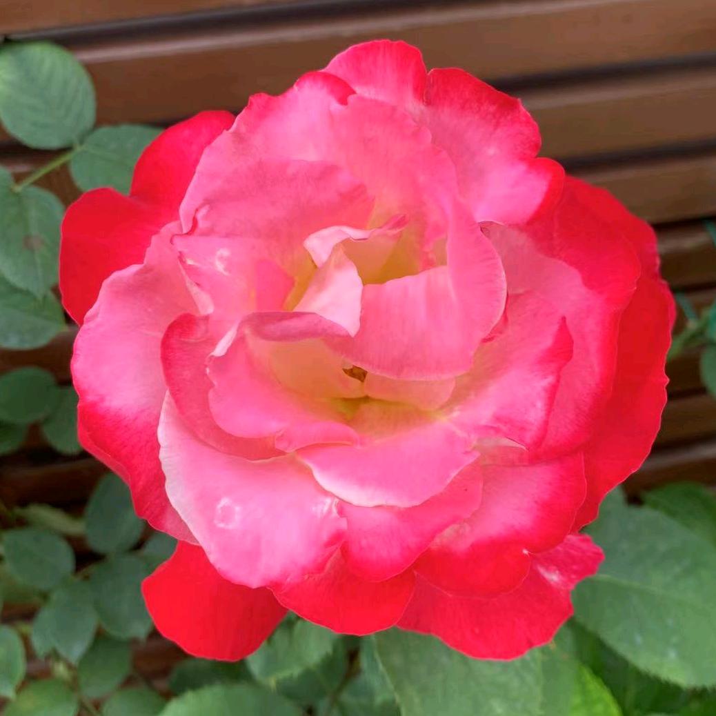 被风吹过的夏天~