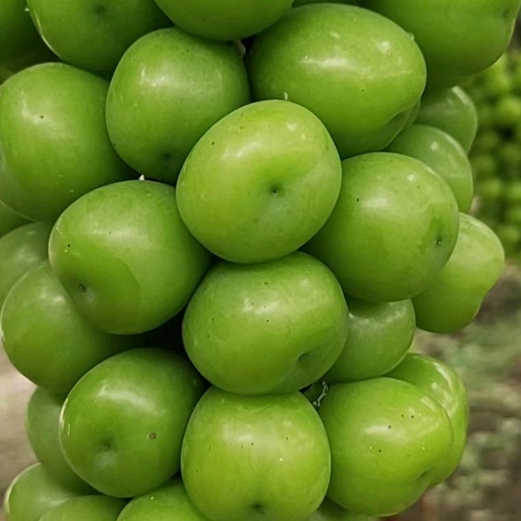 茂林果业出口中亚五国俄罗斯