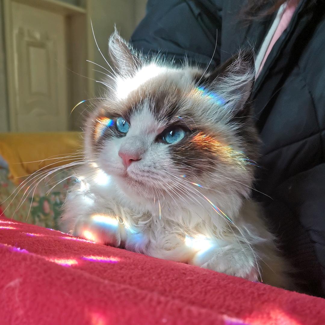 鼓捣猫呢ing