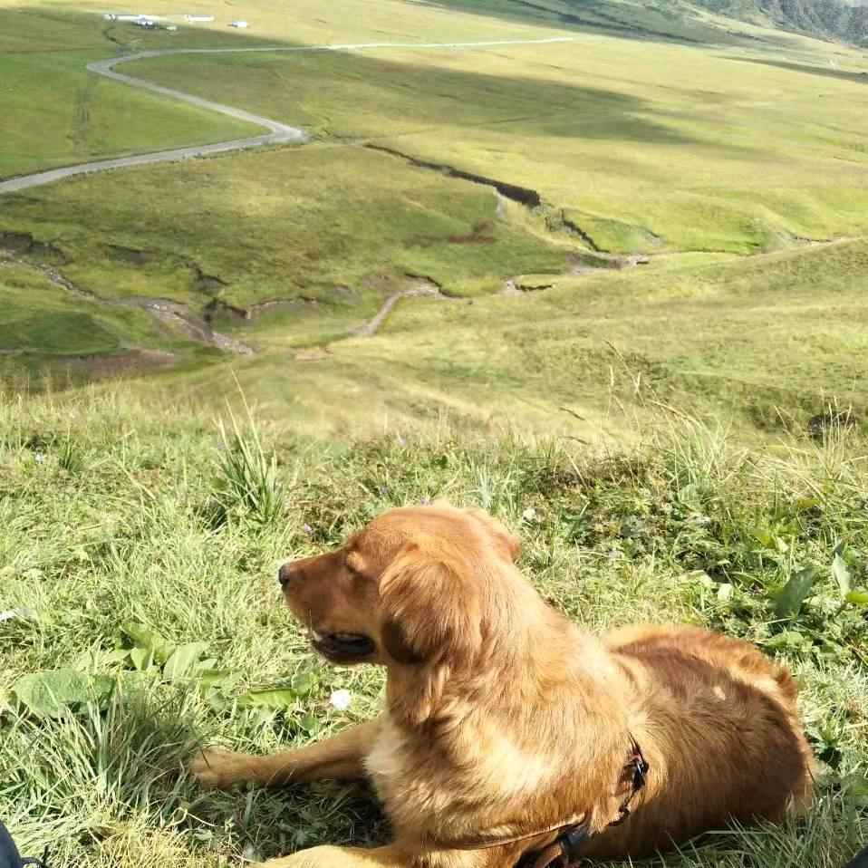 阿克苏市爱犬吧宠物馆
