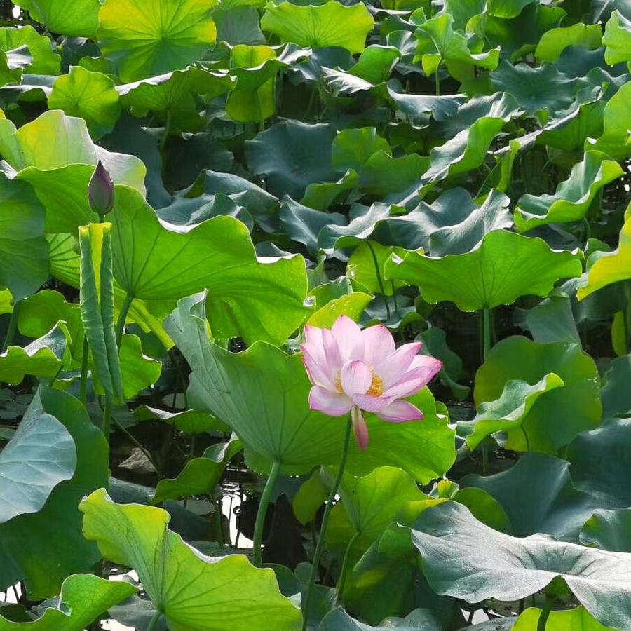 风娱小宝