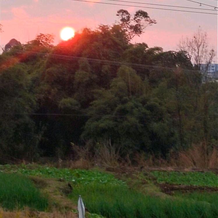 青茶