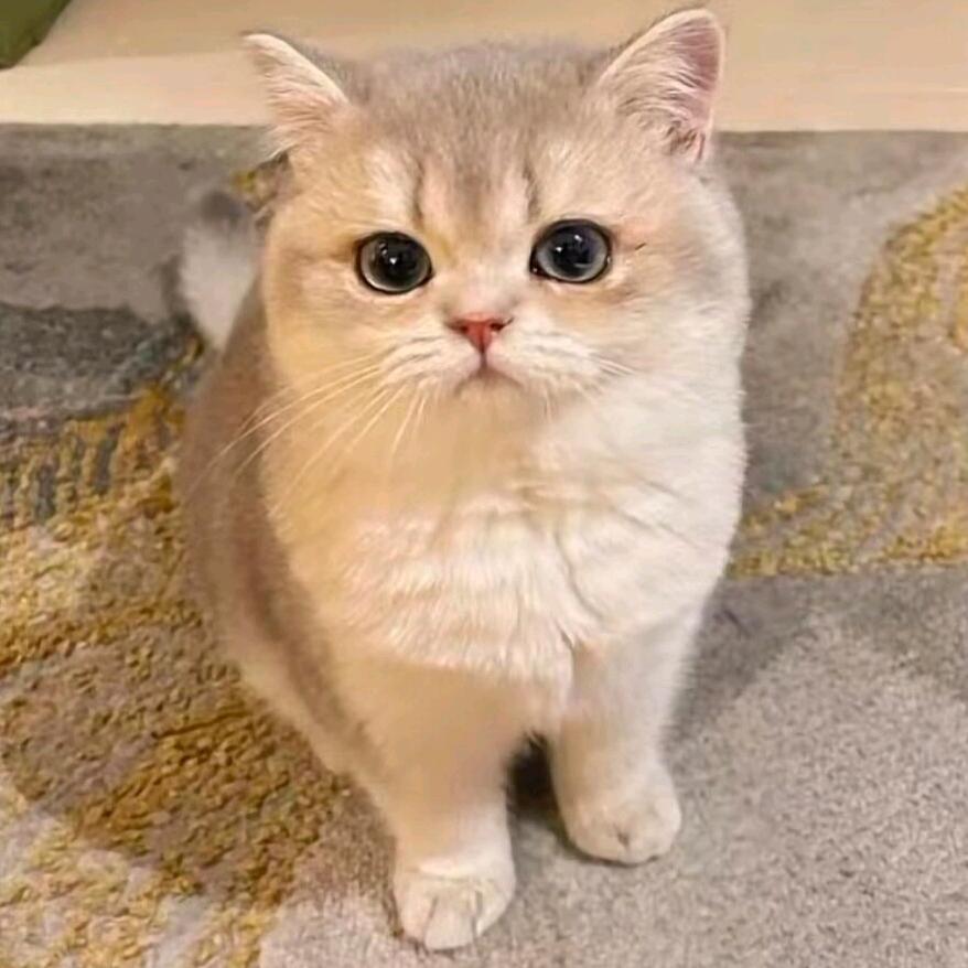 树欲静而风不止.