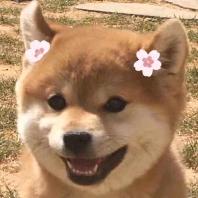 金禾
