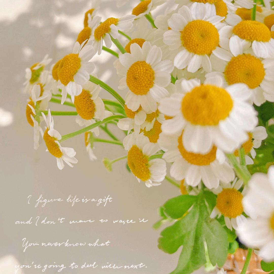 #林姿芊山东省总代理技术顾问