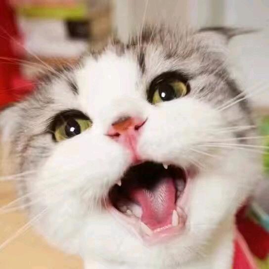 鱼🐟🐟