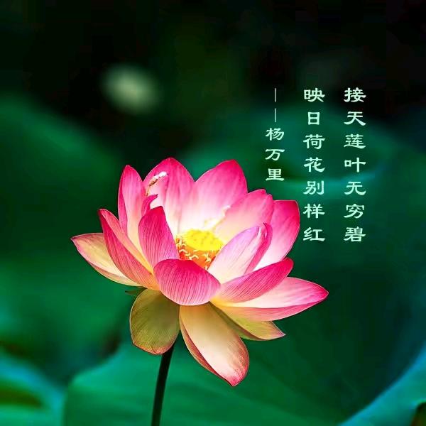 可乐