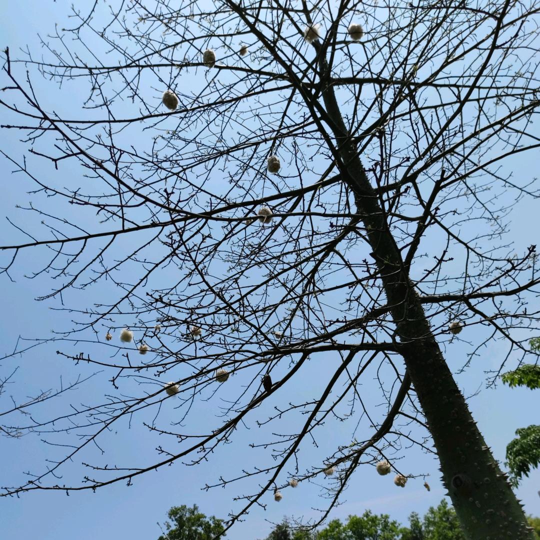 @小草@