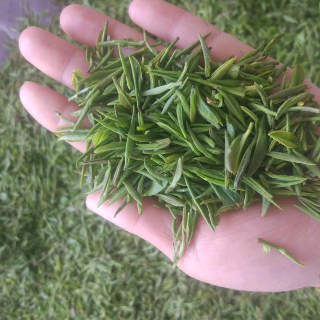 薄家茶客，田田(日照绿茶)