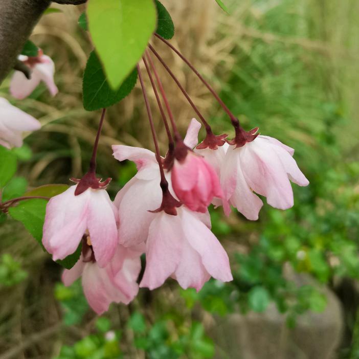 大大大怪
