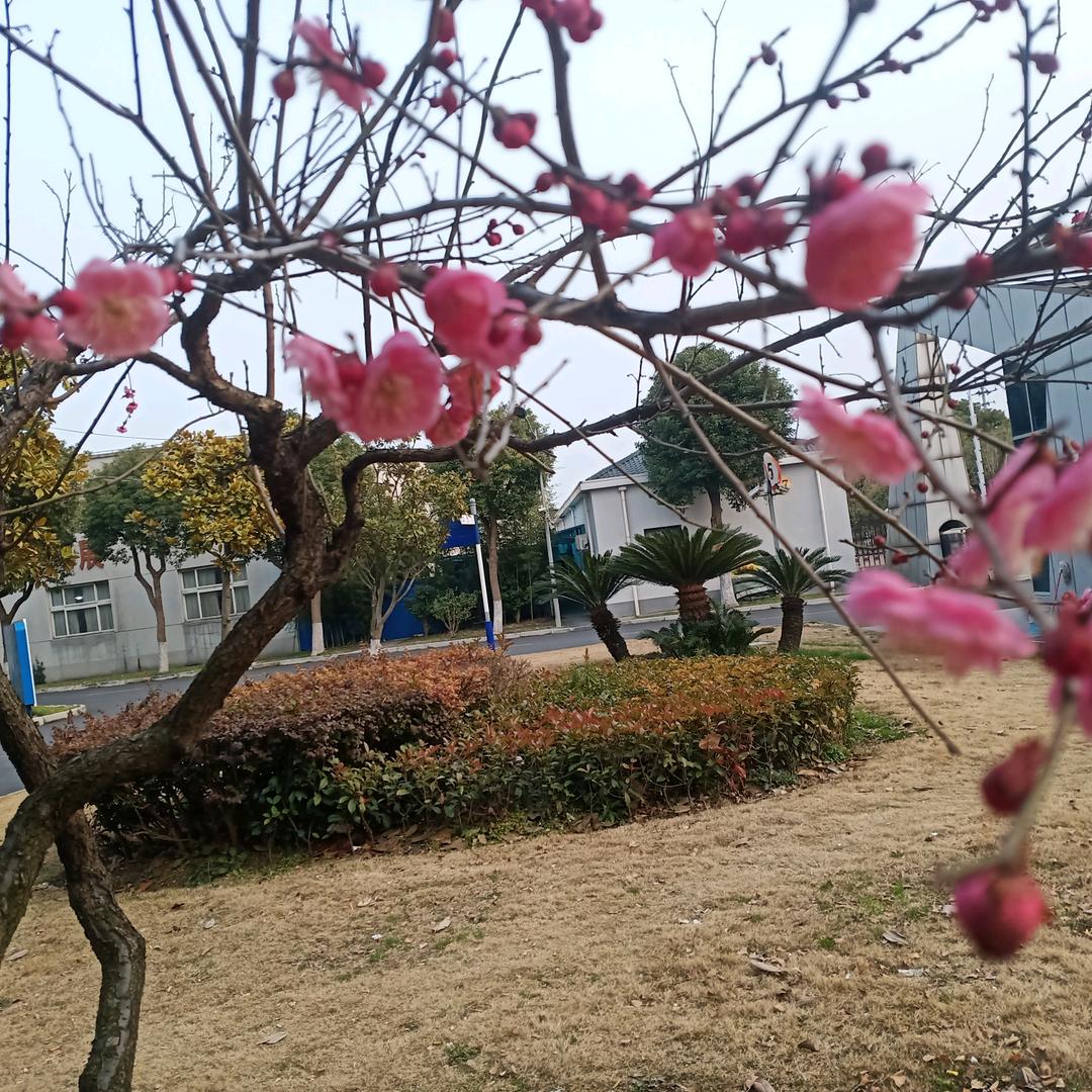 李有球