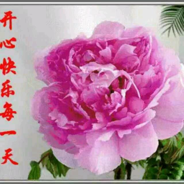 天天好心情
