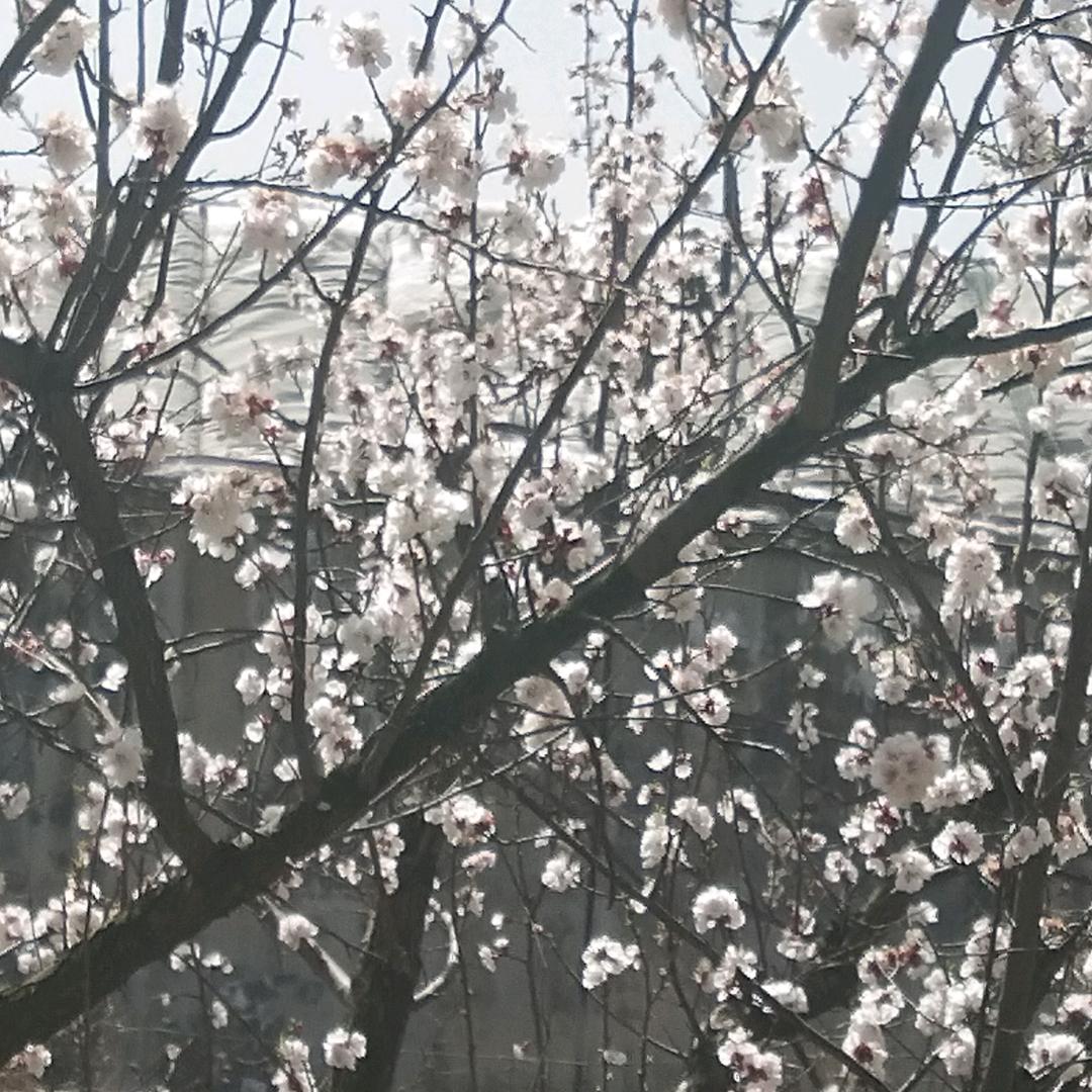知秋落叶