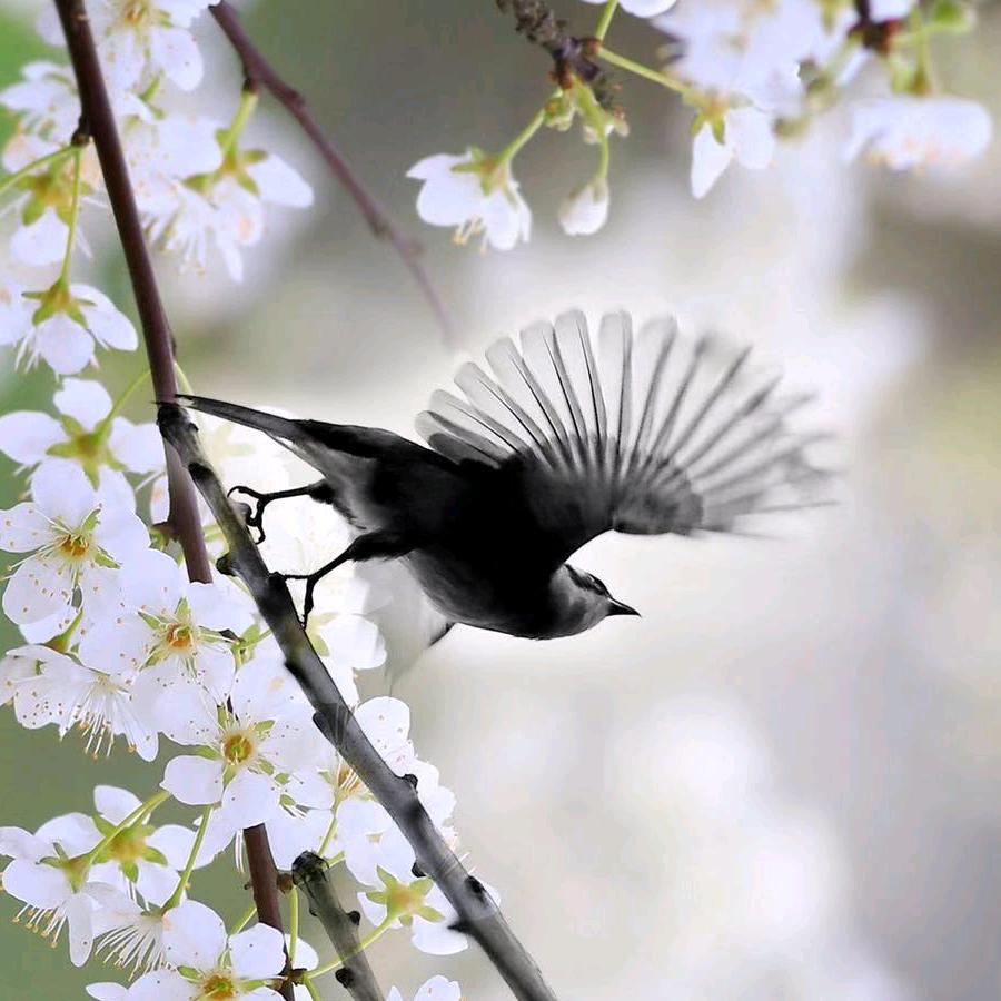 泠泠泉水，嘤嘤鸟鸣