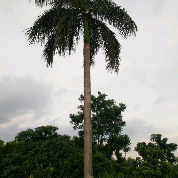 蓝天白云