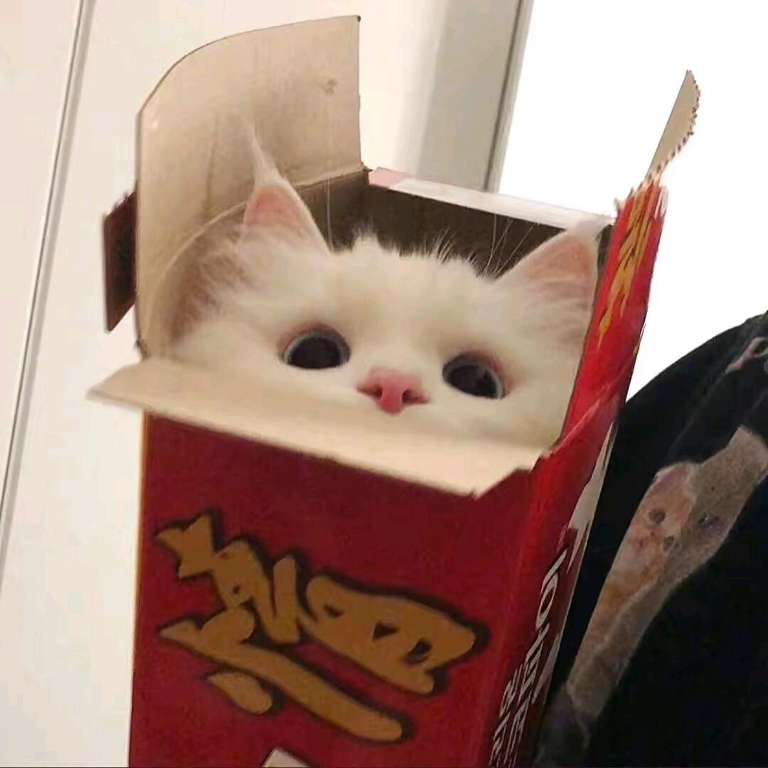 猫猫头