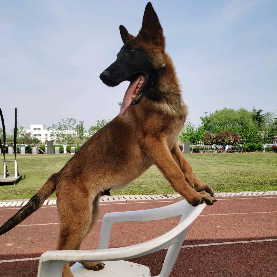 @工作犬辛巴