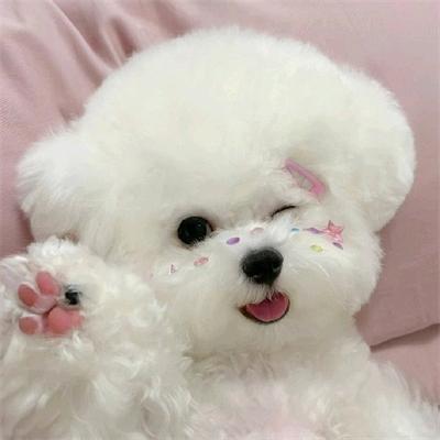 A3淘宝儿犬舍（高端精品比熊繁育）