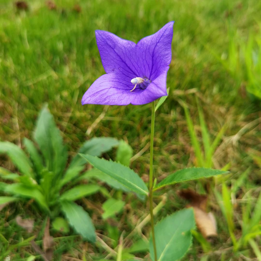 柠檬茶🍀