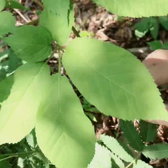 又到开饭时甄选