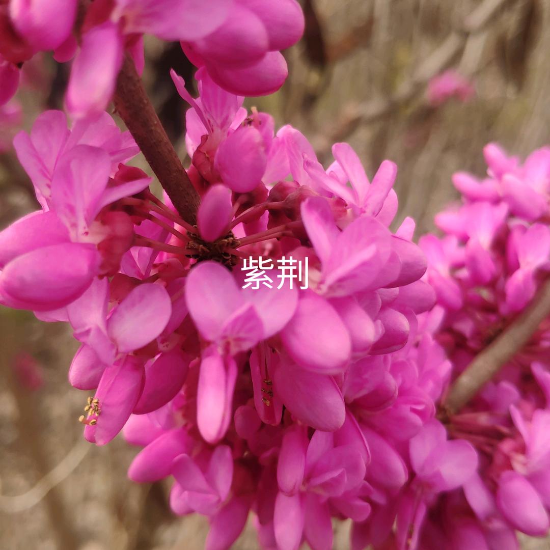 聆听花开的声音