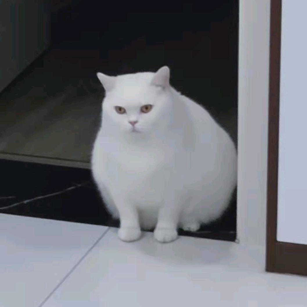 评评好物严选