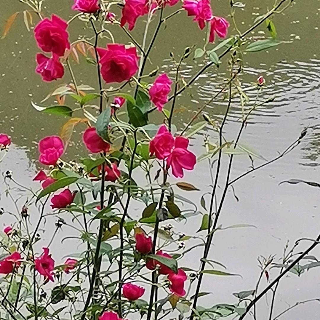 春天