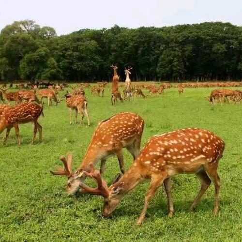 赵刚鹿业有限公司