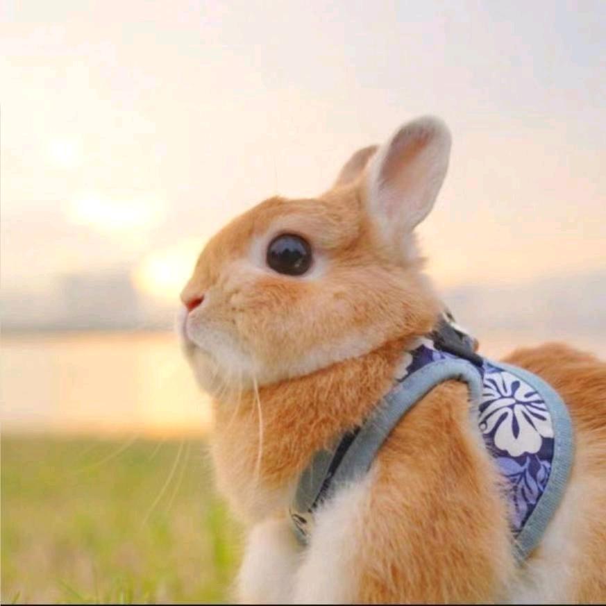 小杨