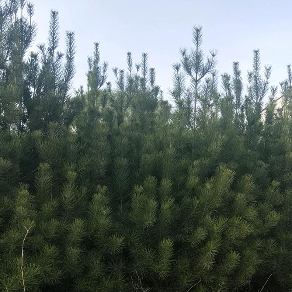 崔三小