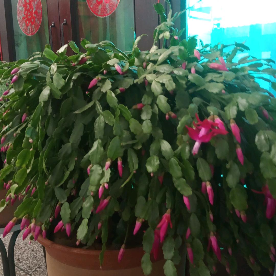Fu老有所乐