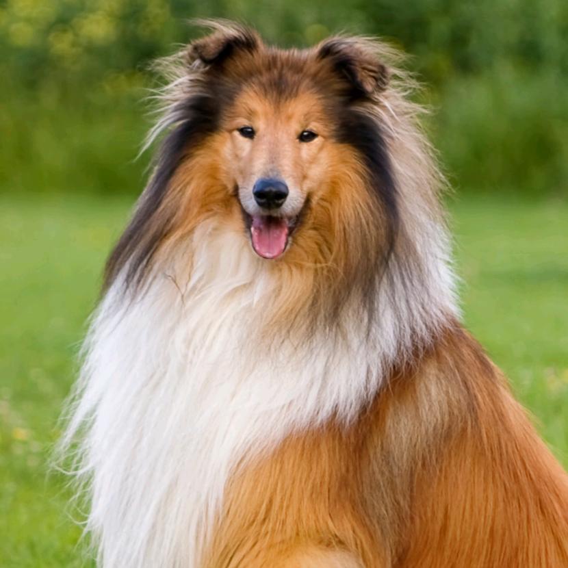 牧羊犬