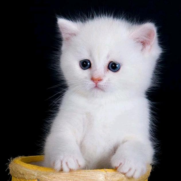 幸福快乐的女神