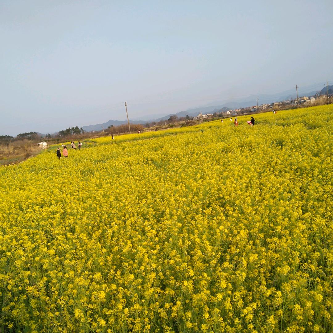 大陈陈