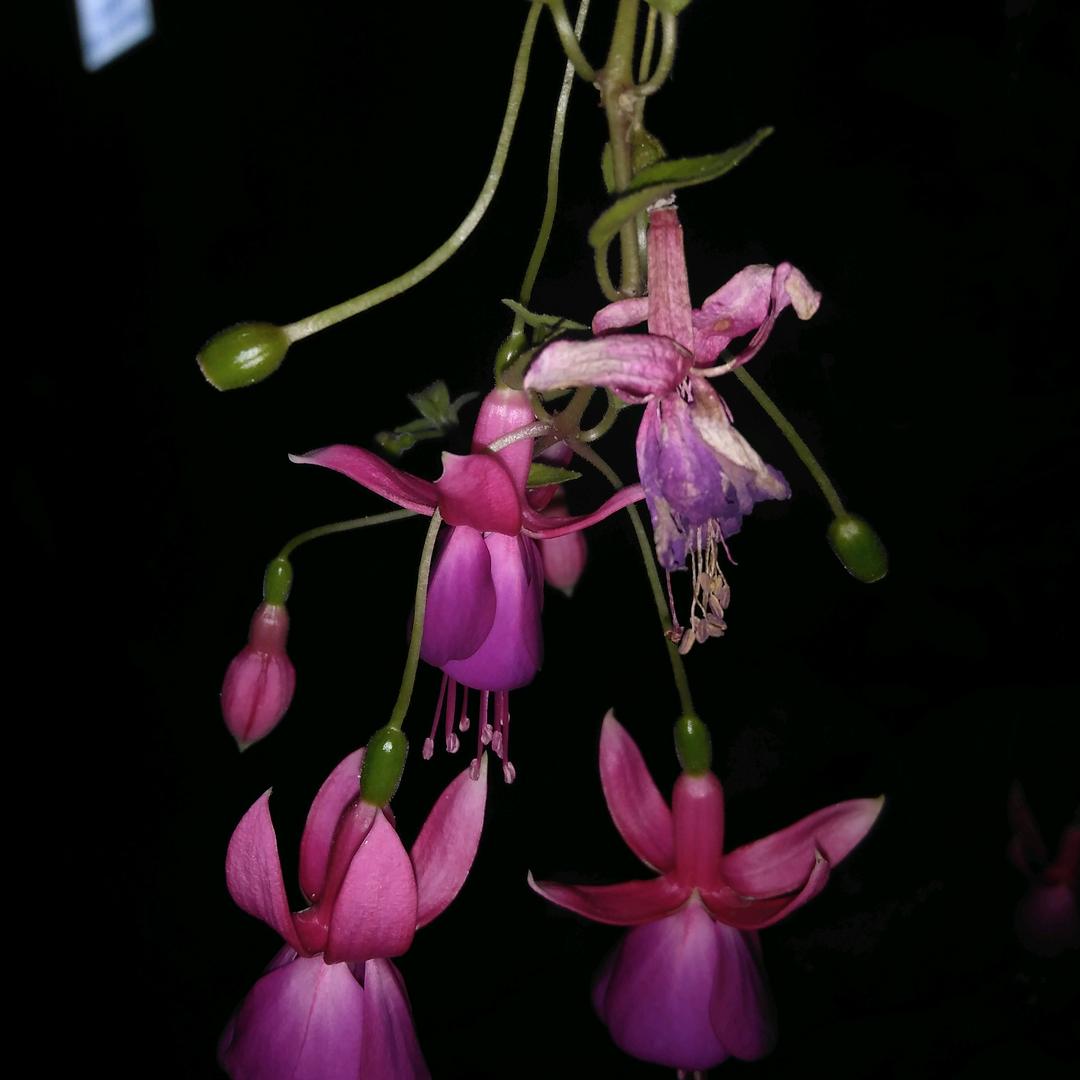 云贵川土特产 羽欣桐