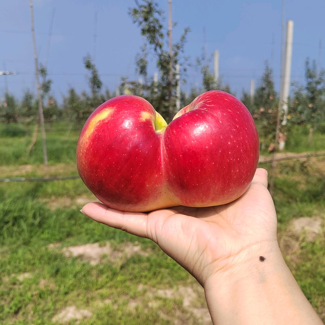 伊亩农服一娜姐聊秦脆（洛川）