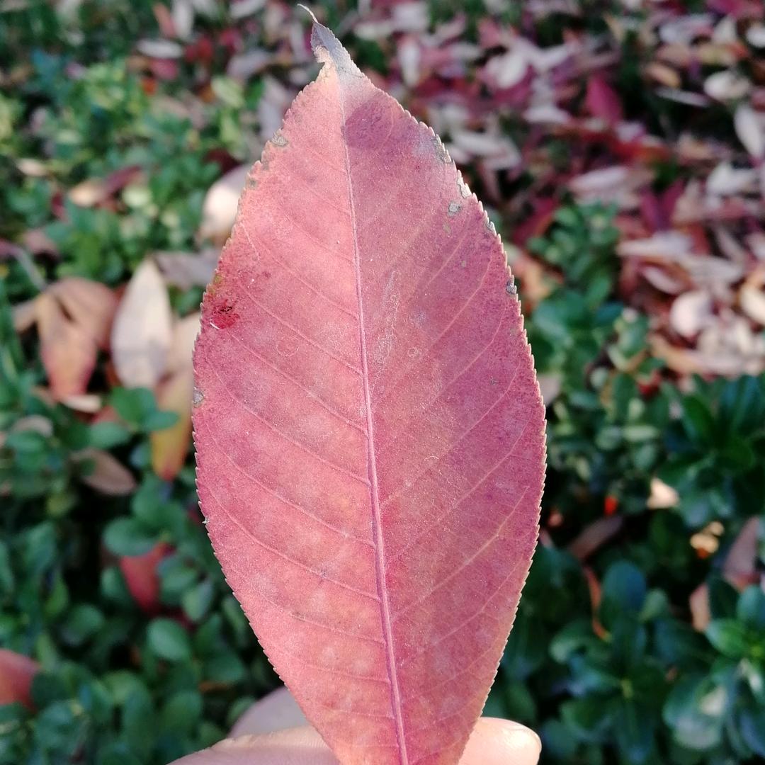 一只蜗牛的故事