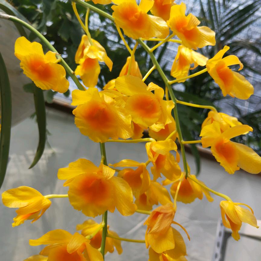 立秋