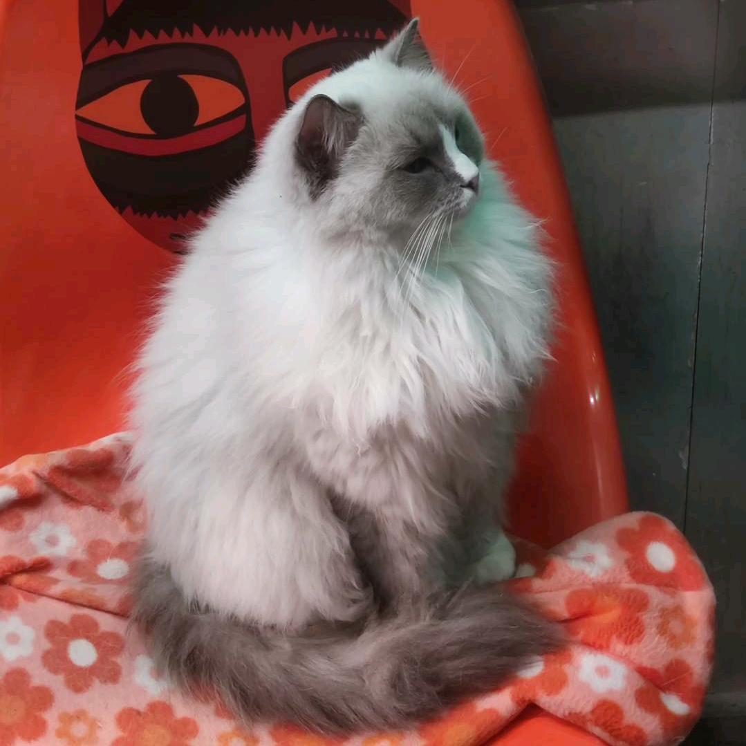 短短