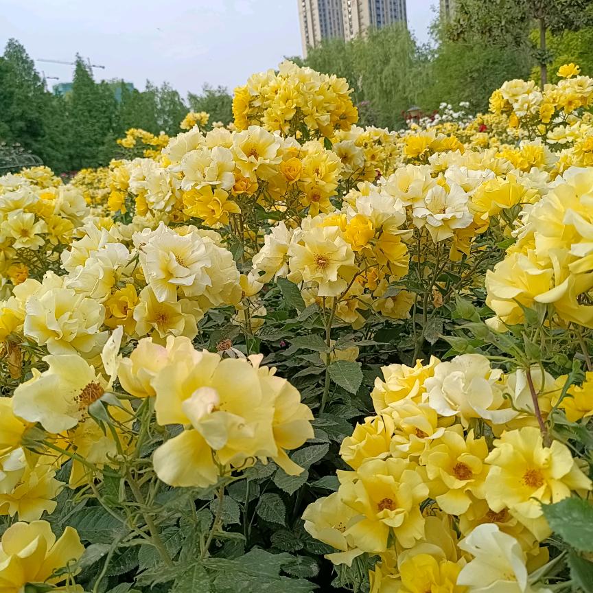 蓝冰
