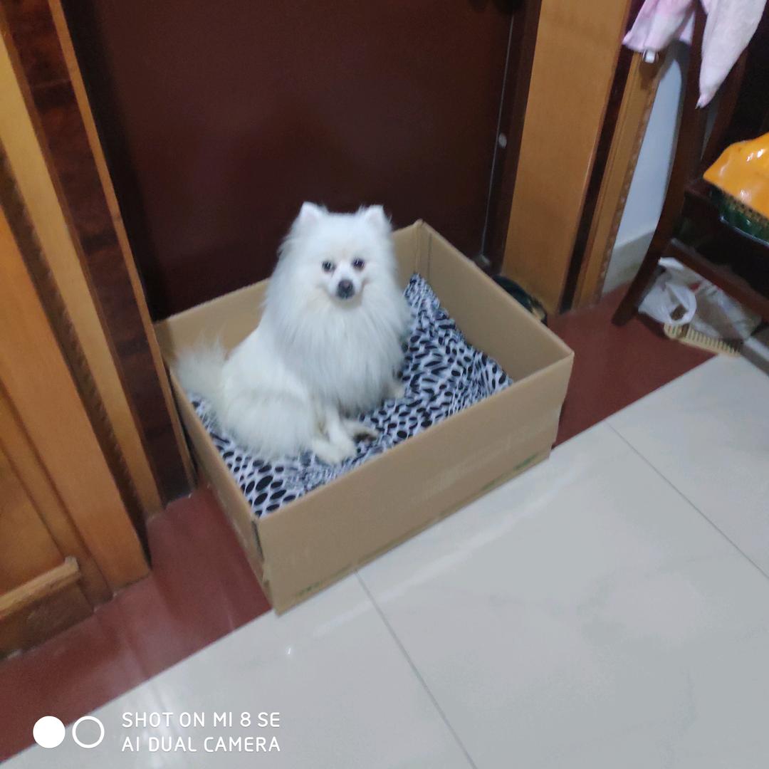 美娇